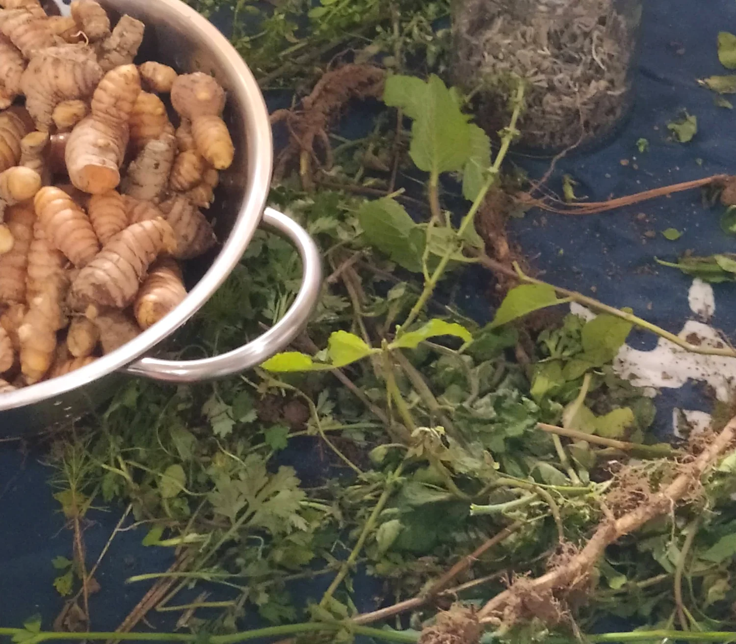 Pilão de pedra com flores de calêndula moídas, cercado por tigelas de ervas secas, pétalas de rosa, alfazema e frascos âmbar